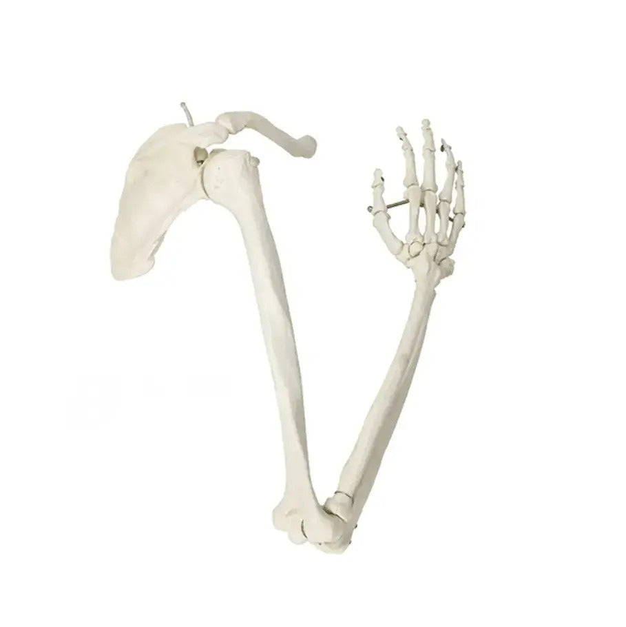 Upper Limb Skeleton Model