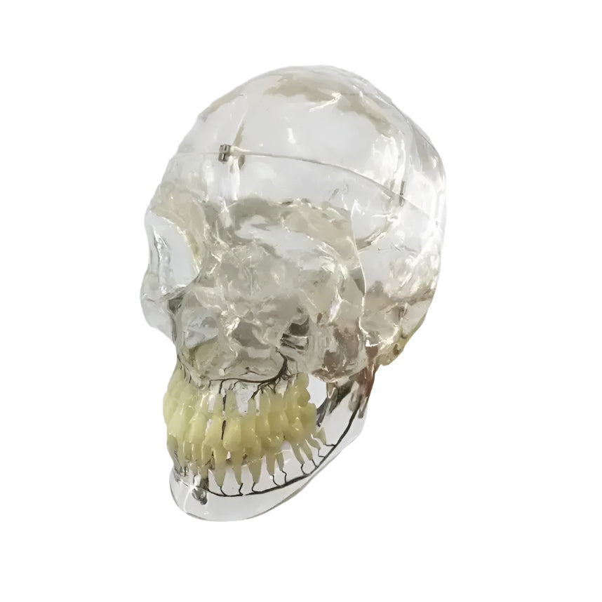 Transparent Human Skull Model, 3 part