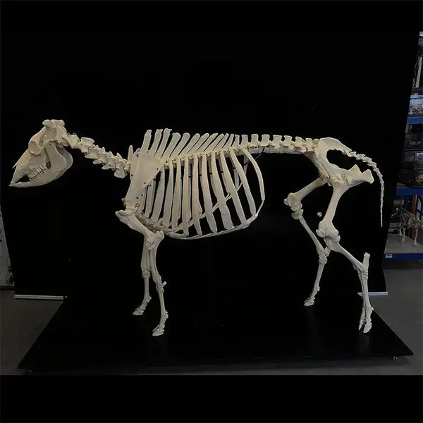 Cow Skeleton Anatomy Model, Life-Size