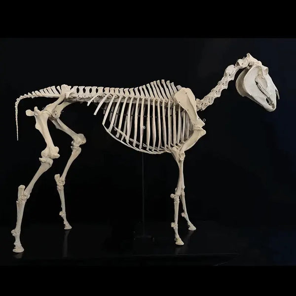 Horse Skeleton Anatomy Model, Life-Size