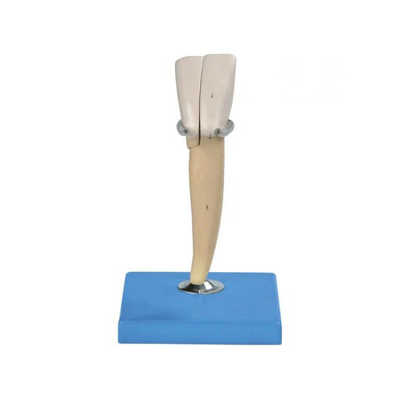 Lower Incisor Human Tooth Model, 2 part