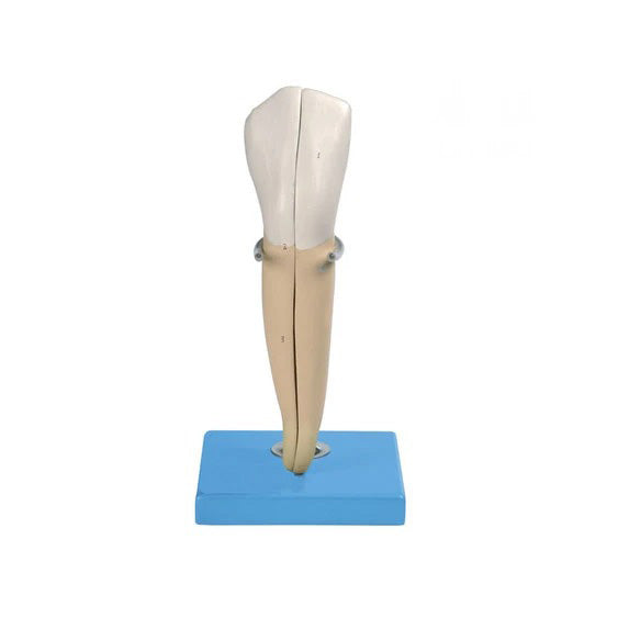 Lower Canine Human Tooth Model, 2 part