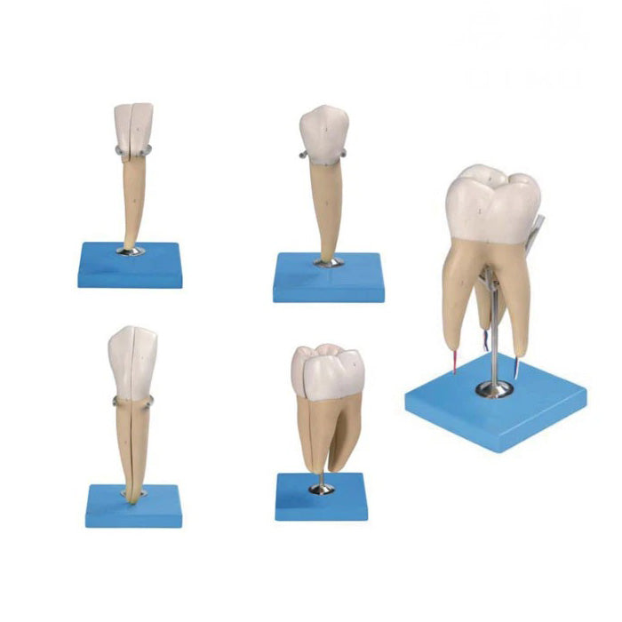 Human Tooth Models Set, 5 Models
