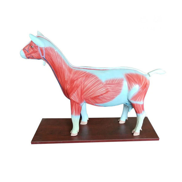 Sheep Anatomy Model