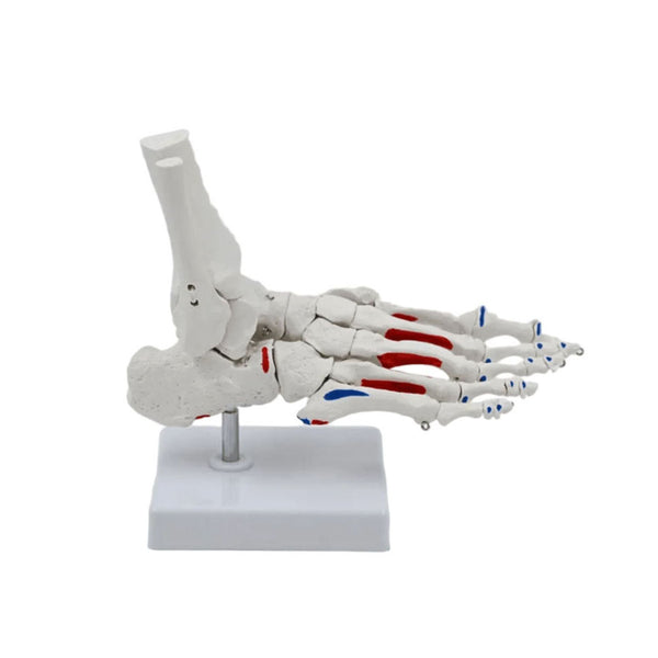 Foot and Ankle Skeleton Model with Painted Muscles