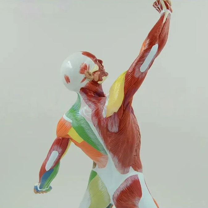 Human Muscular Figure Anatomy Model, Colored Version – Dr Wong Anatomy