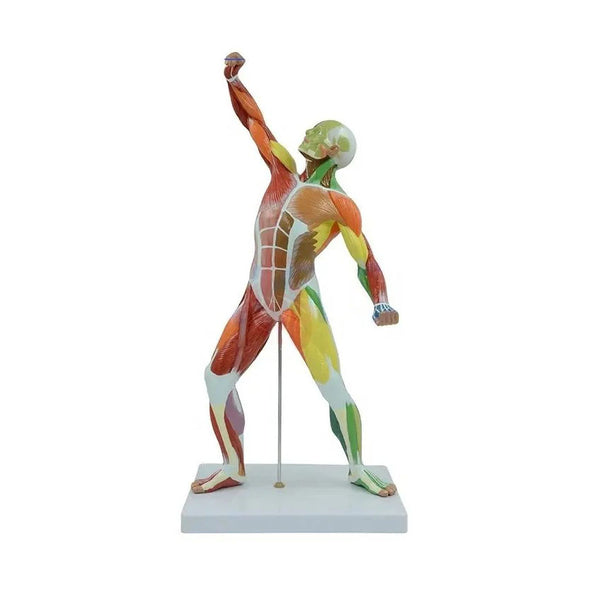 Human Muscular Figure Anatomy Model, Colored Version