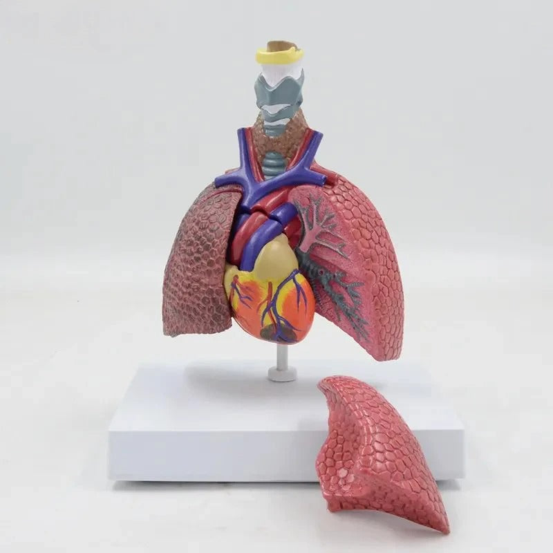 Lung Model with Larynx, 5 Part – Dr Wong Anatomy