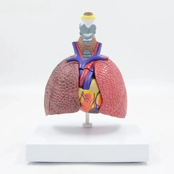 Lung Model with Larynx, 5 Part