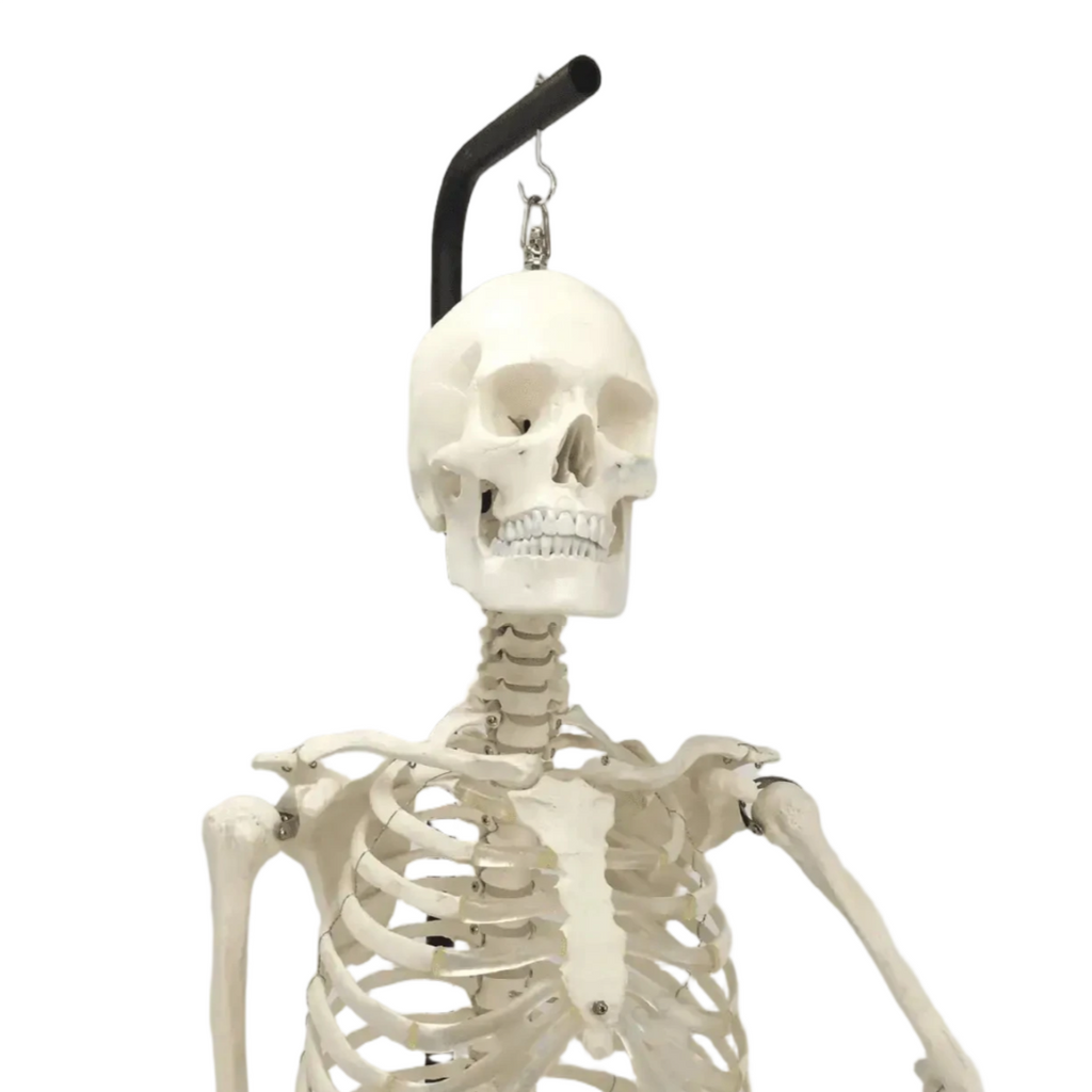 Physiological Human Skeleton Model on Hanging Stand, Life-Size