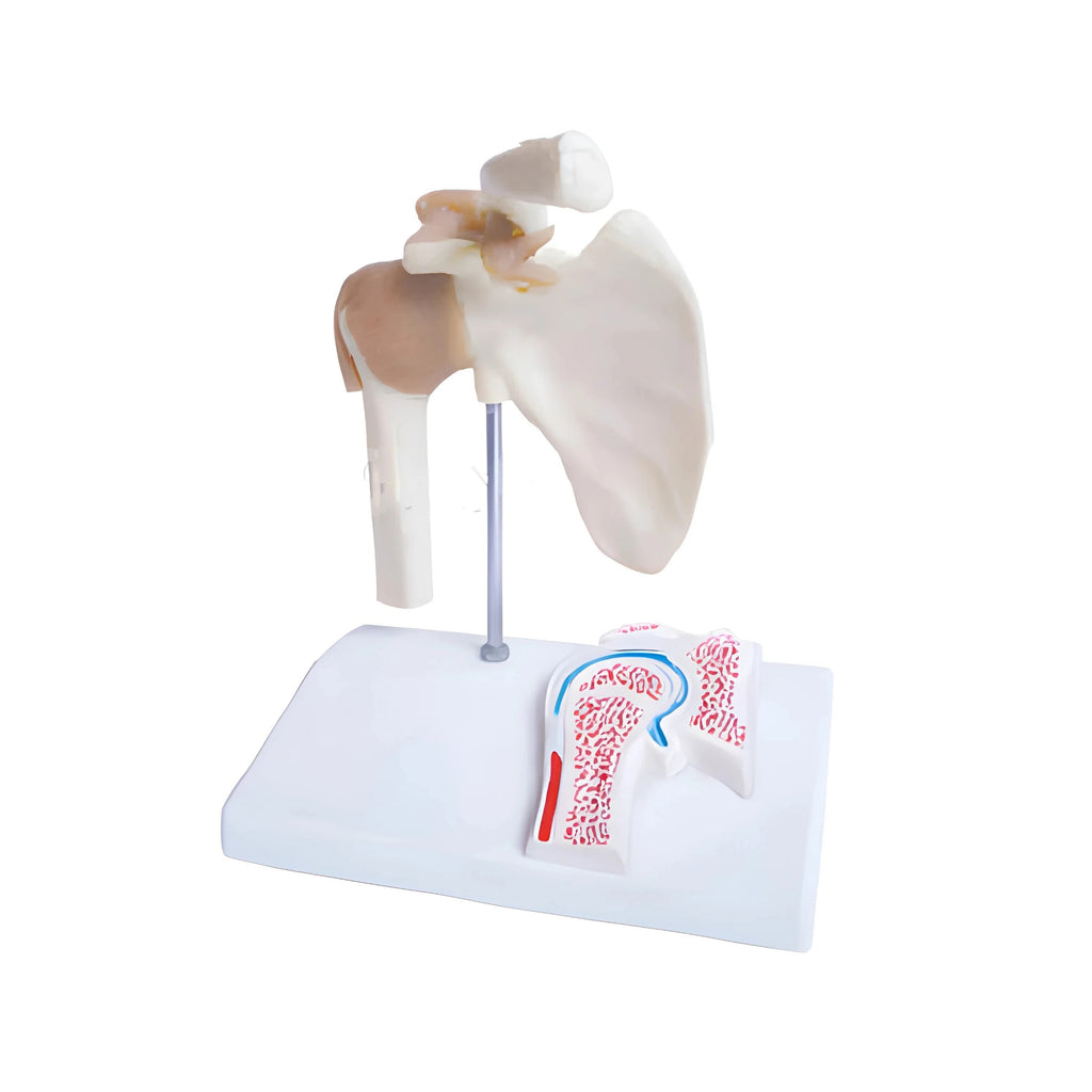 Human Shoulder Joint Model with Ligaments and Coss Section