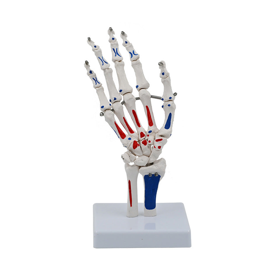 Human Hand Skeleton Model with Painted Muscles