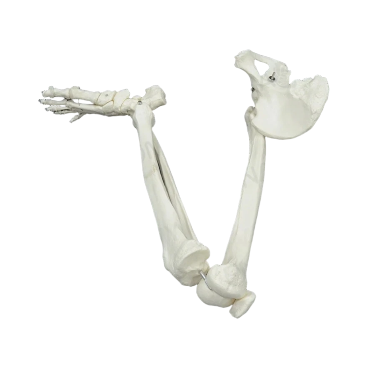 Lower Limb Skeleton Model