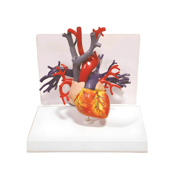 Heart Model with Vessels