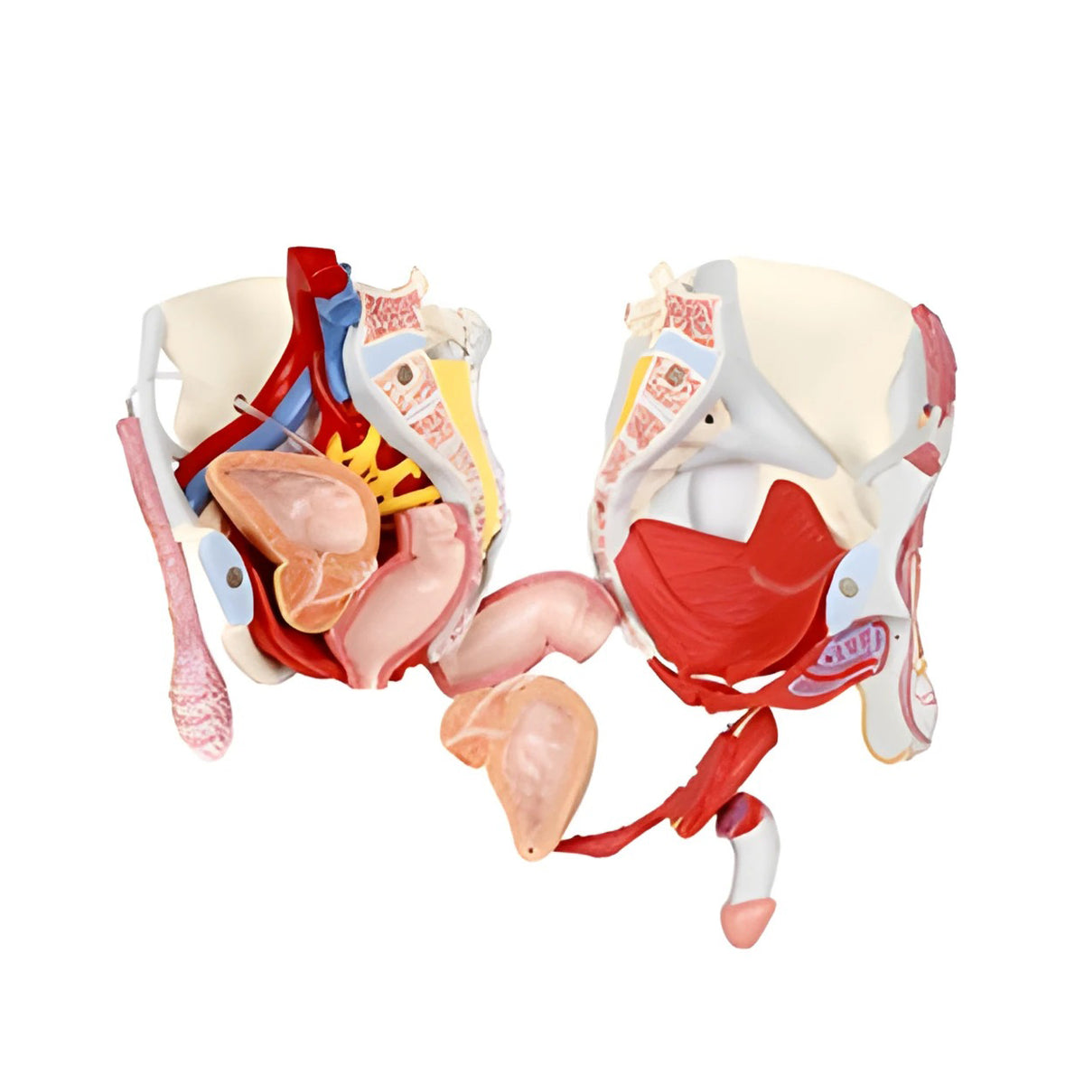 Male Pelvis Skeleton Model with Ligaments, Vessels, Nerves, Pelvic Flo