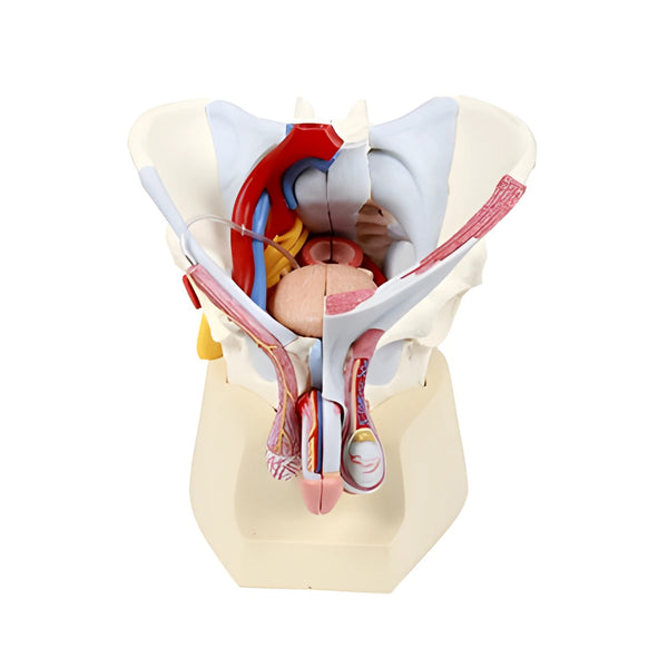 Male Pelvis Skeleton Model with Ligaments, Vessels, Nerves, Pelvic Floor Muscles & Organs, 7 part