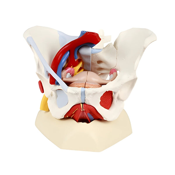 Human Female Pelvis Skeleton Model with Ligaments, Vessels, Nerves, Pelvic Floor Muscles & Organs, 6 part