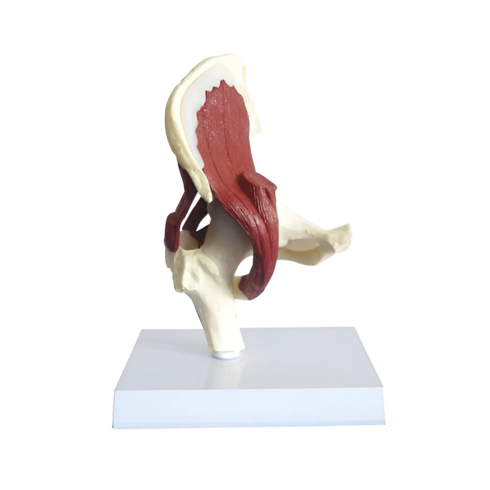 Muscled Hip Joint Anatomy Model