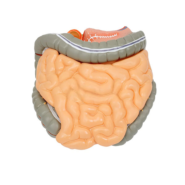The Colon, Jejunum and Ileum Anatomy Model
