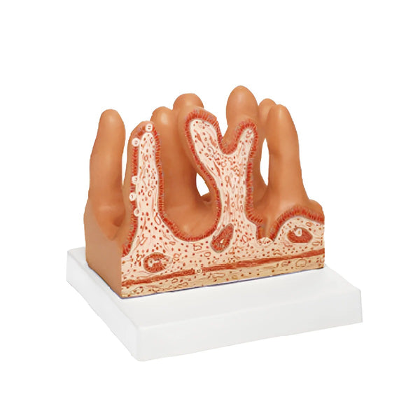 Internal Surface of the Jejunum Model