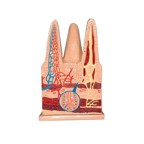 Intestinal Villi Model, 100X Life-Size