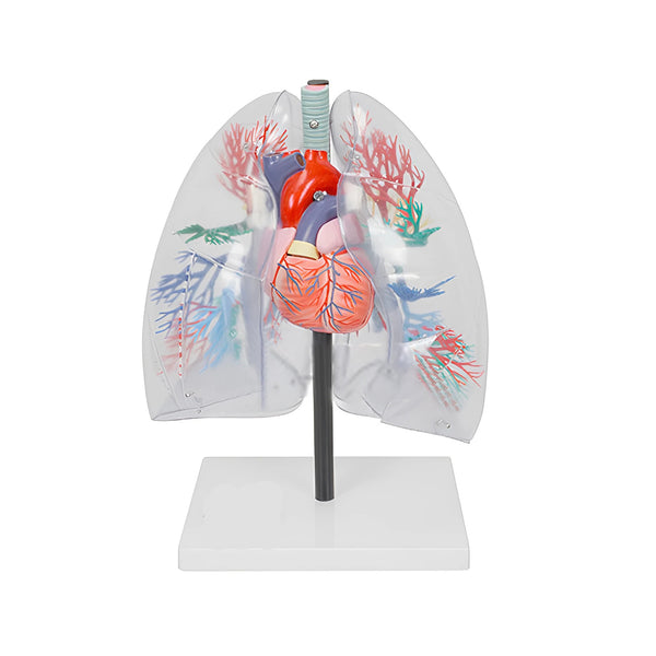 Transparent Lung, Bronchi and Heart Model