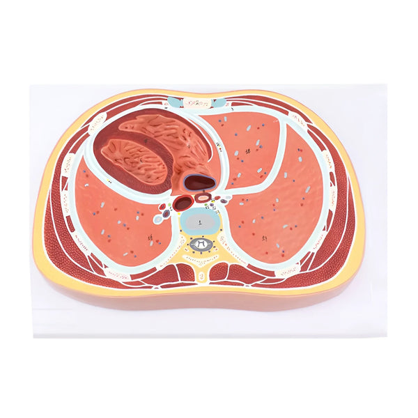 Thoracic Cross Section Model at T6
