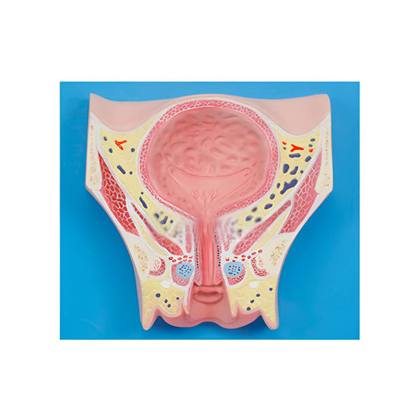 Female Pelvis and Bladder Coronal Section Model