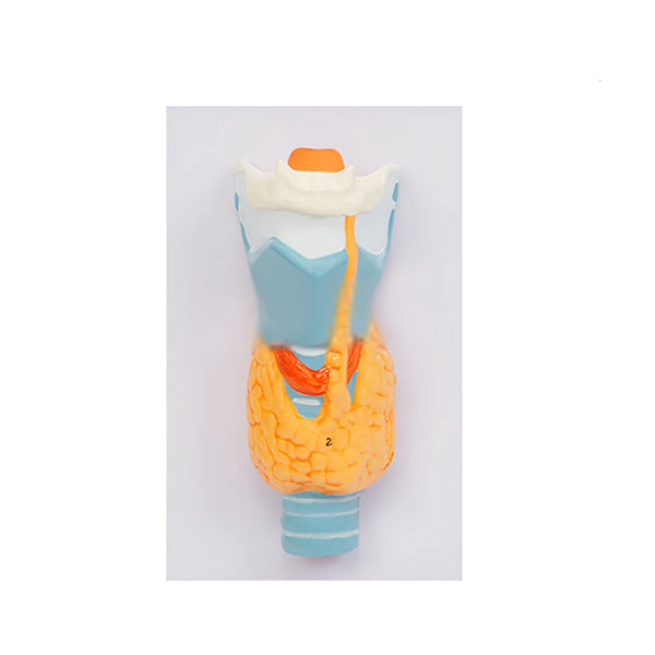 Thyroid Gland Model