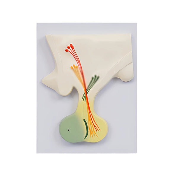 Pituitary Gland Model