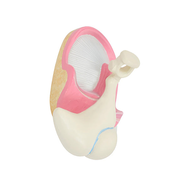 Auditory Ossicles and Tympanic Membrane Model