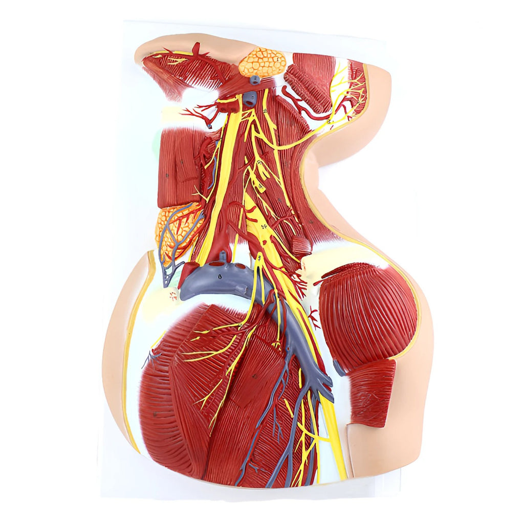 Lateral Deep Neck and Shoulder Model with Muscular, Vascular, and Nervous Anatomy