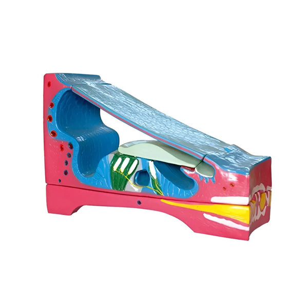 Cochlear Duct and Organ of Corti Model