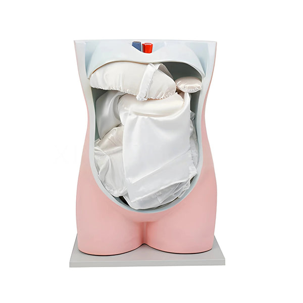 Peritoneum and Viscera Model