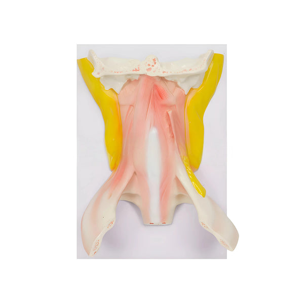 Deep Neck Muscles Model