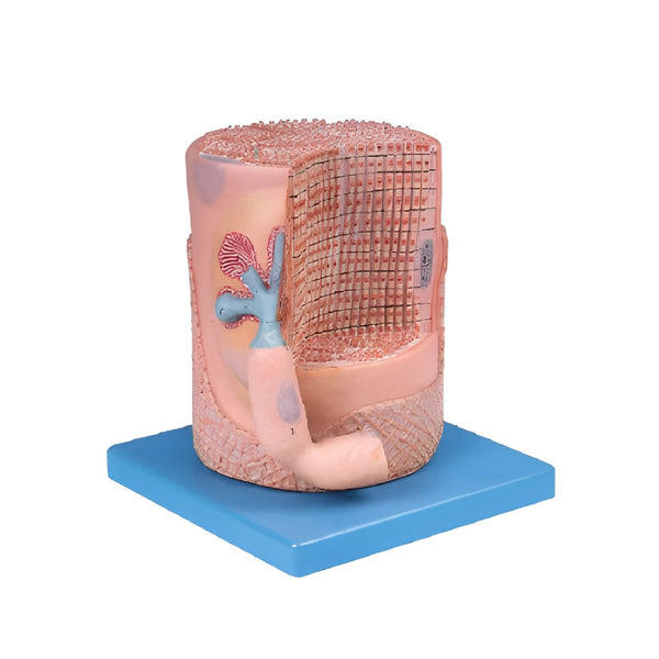 Transversely Striated Muscular Fibre with Motor End-Plate