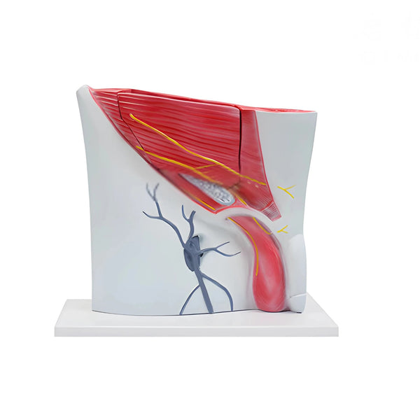 Groin Anatomical Model