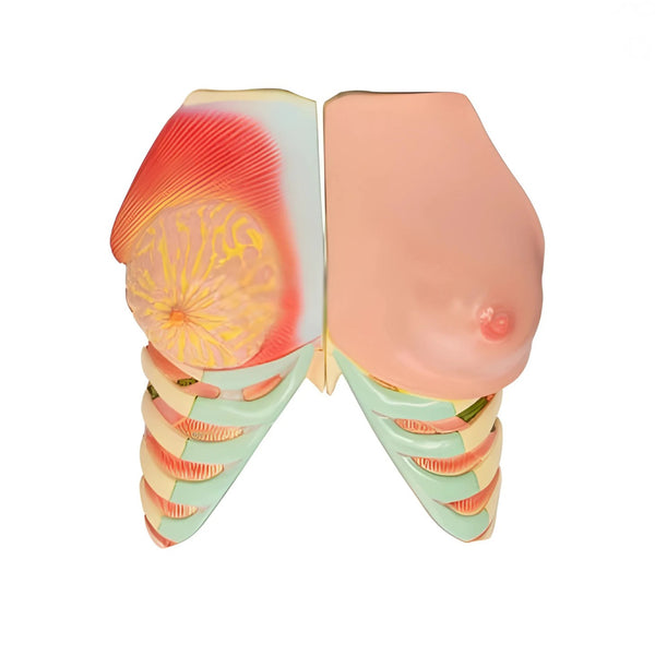 Breast Anatomy Model