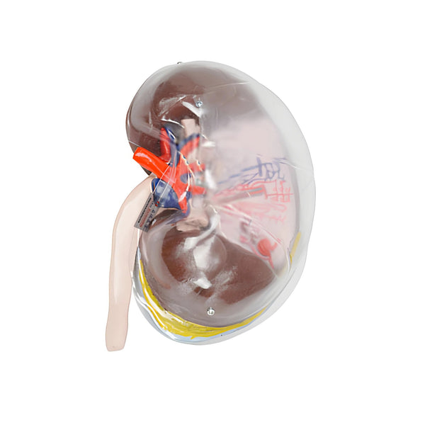 Transparent Kidney Model