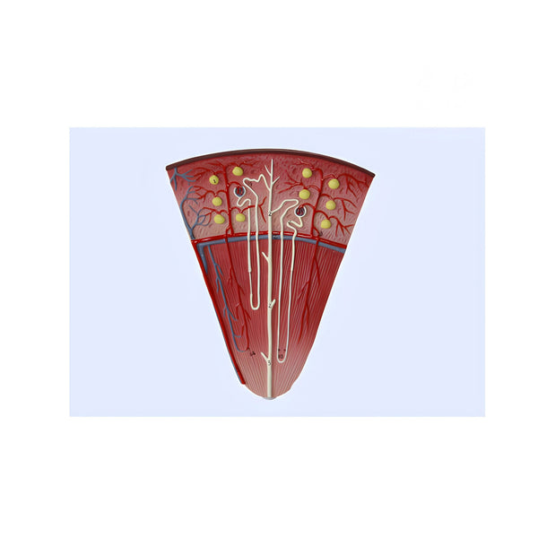 Enlarged Nephron Anatomy Model