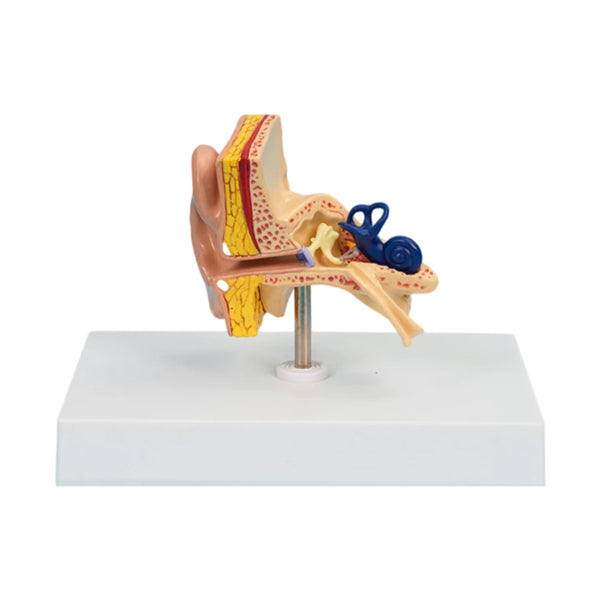 Ear Model, Life-Size