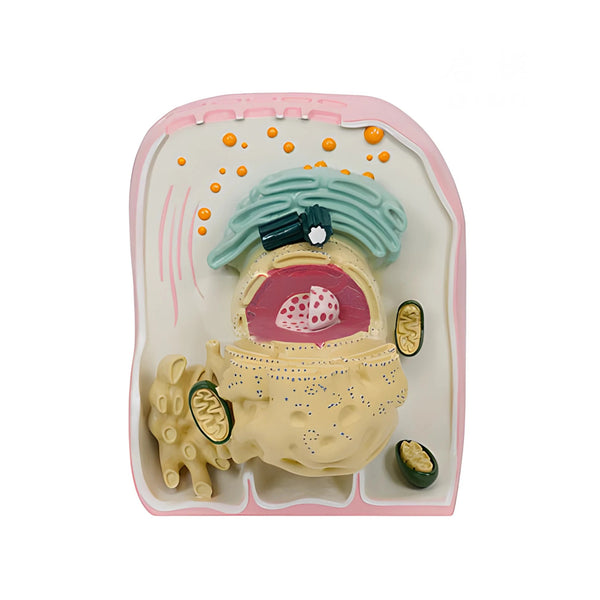 Ultra Structure of Cell Model