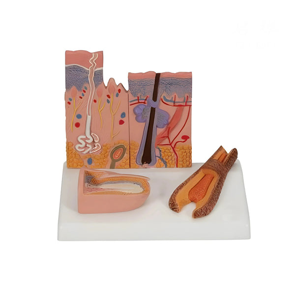 Skin, Hair and Nail Structure Model