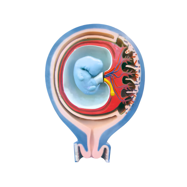 Model of the Relationship Between Fetal Membrane and Uterus