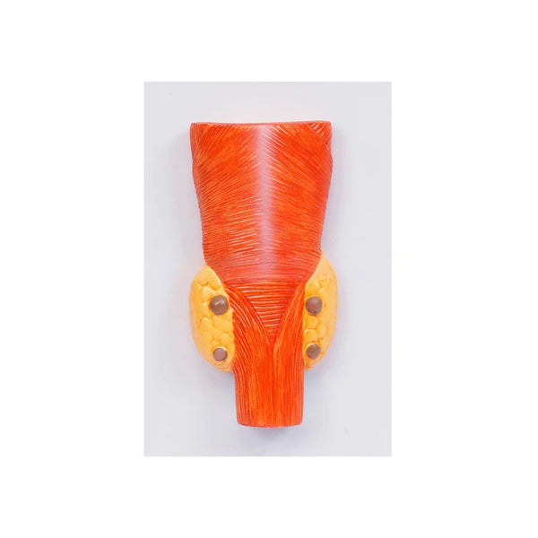 Parathyroid Model, Life-Size