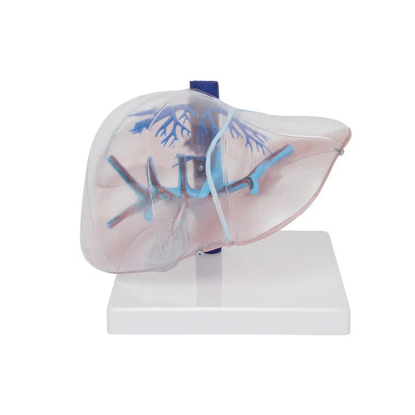 Transparent Liver Model