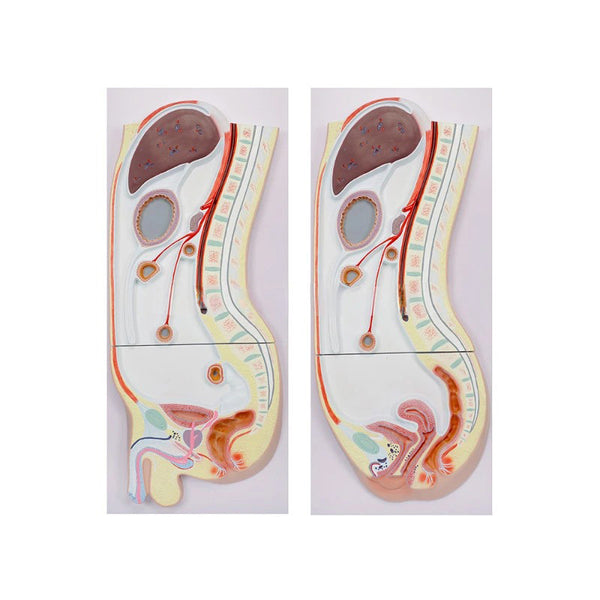 Peritoneal Sagittal Section Model