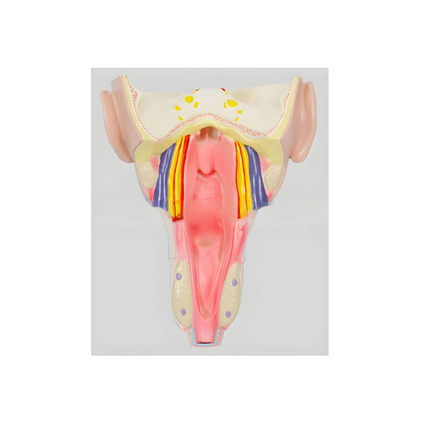 Pharyngeal Wall Muscle Model, Life-Size