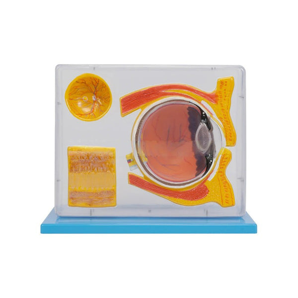 Eye Structure Display Enlarge Model