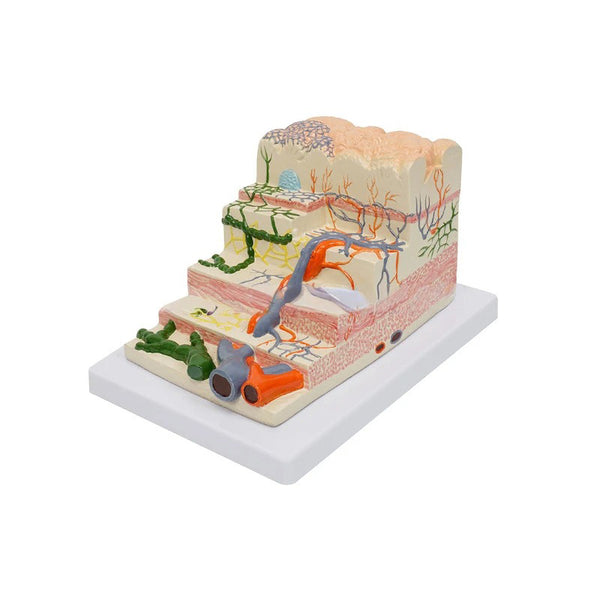 Structure of the Stomach Wall Model